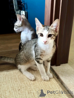 Foto №3. Süße, entzückende kleine Perserkatze zum Verkauf. Kontaktieren Sie WhatsApp. Finnland