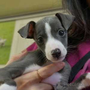 Foto №3. Italienische Greyhound Welpen Stehen zur Adoption zum Verfügung. Deutschland