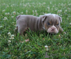 Foto №2 zu Ankündigung № 138112 zu verkaufen american bulldog - einkaufen USA züchter