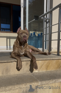 Foto №1. american pit bull terrier - zum Verkauf in der Stadt Baku | 969€ | Ankündigung № 168642