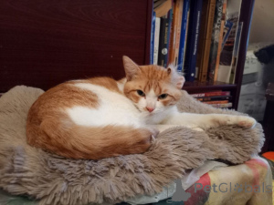 Foto №4. Ich werde verkaufen  in der Stadt Moskwa. quotient 	ankündigung - preis - Frei