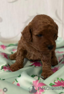 Foto №4. Ich werde verkaufen pudel (toy) in der Stadt Vilovo. züchter - preis - verhandelt