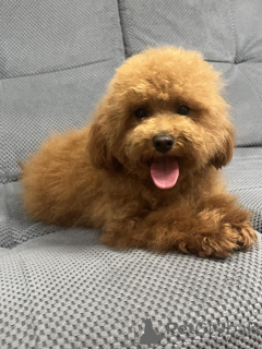 Foto №3. Weiblicher Zwergpudel/ 8,5 Monate. Ukraine