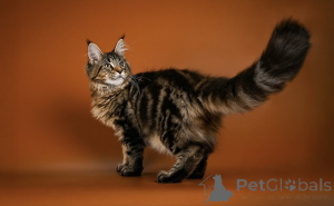 Foto №3. Lernen Sie Leo kennen, unseren kleinen Löwen mit einem Herzen voller Mut und. Deutschland