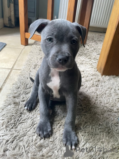 Foto №2 zu Ankündigung № 167035 zu verkaufen staffordshire bull terrier - einkaufen Deutschland züchter