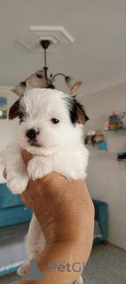 Foto №4. Ich werde verkaufen biewer terrier in der Stadt Balekesir. züchter - preis - 581€