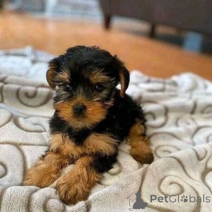 Foto №2 zu Ankündigung № 162841 zu verkaufen jakutischer laika, yorkshire terrier - einkaufen Deutschland quotient 	ankündigung, aus dem tierheim