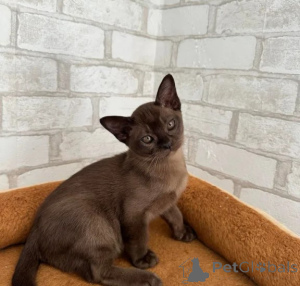 Foto №1. burma-katze - zum Verkauf in der Stadt Jesteburg | 350€ | Ankündigung № 177035