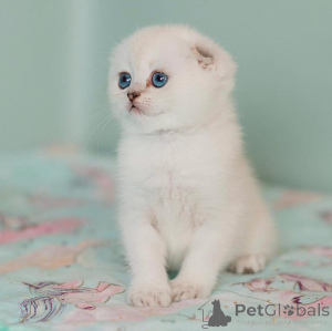 Foto №2 zu Ankündigung № 172913 zu verkaufen schottische faltohrkatze - einkaufen Deutschland quotient 	ankündigung