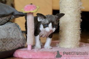 Foto №1. devon rex - zum Verkauf in der Stadt Houston | 303€ | Ankündigung № 113471