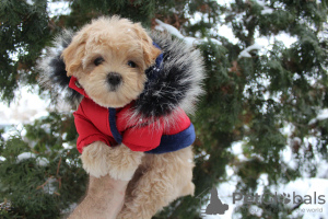 Foto №3. MaltiPoo Mini-Welpen MaltiPoo. Ukraine