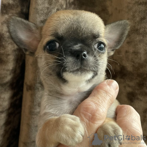 Foto №2 zu Ankündigung № 128994 zu verkaufen mischlingshund - einkaufen USA quotient 	ankündigung, züchter