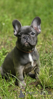 Foto №1. französische bulldogge - zum Verkauf in der Stadt Moskwa | 1078€ | Ankündigung № 169202