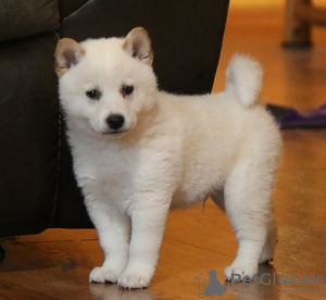 Foto №3. Beautiful shiba inu. Tschechische Republik