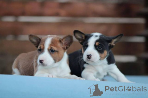 Foto №3. Basenji-Hunde. Serbien