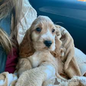 Foto №2 zu Ankündigung № 164091 zu verkaufen english cocker spaniel - einkaufen Belgien quotient 	ankündigung, züchter