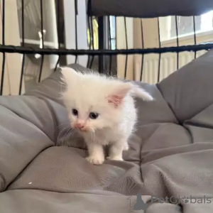 Foto №1. maine-coon-katze - zum Verkauf in der Stadt Leonberg | 380€ | Ankündigung № 167263