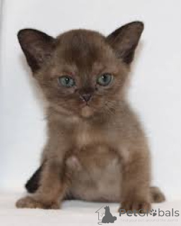 Foto №3. Chatons Birma zum Verkauf. Belgien
