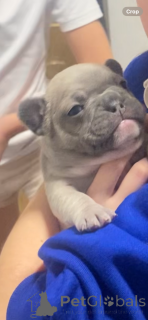 Foto №2 zu Ankündigung № 161238 zu verkaufen französische bulldogge - einkaufen USA quotient 	ankündigung