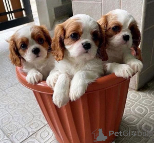 Foto №1. cavalier king charles spaniel - zum Verkauf in der Stadt Athen | verhandelt | Ankündigung № 172526
