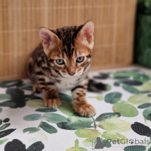 Foto №1.  - zum Verkauf in der Stadt Bergamo | Frei | Ankündigung № 163651