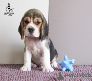 Foto №1. beagle - zum Verkauf in der Stadt Приморск | 700€ | Ankündigung № 13134