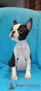 Foto №2 zu Ankündigung № 80321 zu verkaufen boston terrier - einkaufen Serbien züchter