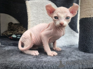 Foto №2 zu Ankündigung № 161079 zu verkaufen sphynx-katze - einkaufen Finnland quotient 	ankündigung, züchter