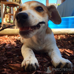 Foto №2 zu Ankündigung № 78842 zu verkaufen jack russell terrier - einkaufen Schweden quotient 	ankündigung