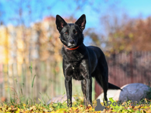 Foto №3. Nika ist eine junge schwarze Schönheit, die ein Zuhause sucht!. Russische Föderation