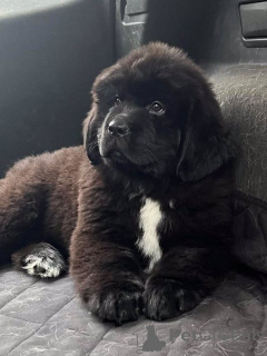 Foto №1. neufundländer - zum Verkauf in der Stadt Aizlenten | 450€ | Ankündigung № 157799