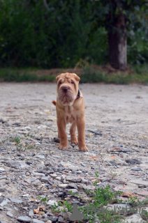 Foto №3. Shar Pei Junge - Shar Pei Poika. Finnland