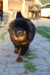 Foto №3. Tibetmastiff welpen. Serbien