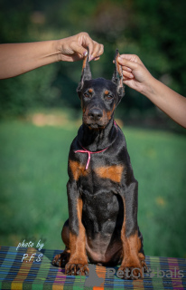 Foto №3. Dobermann-Welpen zu verkaufen. Serbien