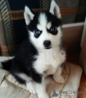 Foto №1. siberian husky - zum Verkauf in der Stadt Sremski Karlovci | verhandelt | Ankündigung № 82895