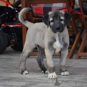 Foto №1. mischlingshund - zum Verkauf in der Stadt Melbourne | verhandelt | Ankündigung № 143149