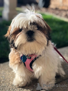 Foto №2 zu Ankündigung № 9224 zu verkaufen  - einkaufen USA züchter