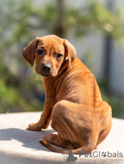 Zusätzliche Fotos: Rhodesian Ridgeback-Welpen