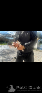 Foto №2 zu Ankündigung № 133060 zu verkaufen chihuahua - einkaufen Griechenland quotient 	ankündigung