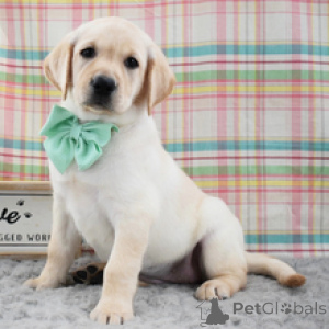 Foto №2 zu Ankündigung № 172780 zu verkaufen labrador retriever - einkaufen Deutschland quotient 	ankündigung