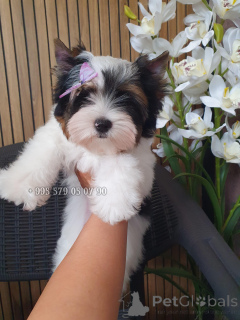 Foto №3. Ich empfehle den Kauf eines Biewer Yorkie-Welpen, einer hypoallergenen Rasse.. Georgien