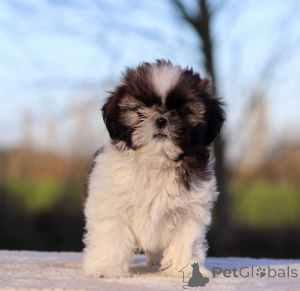 Foto №2 zu Ankündigung № 162513 zu verkaufen shih tzu - einkaufen Frankreich quotient 	ankündigung