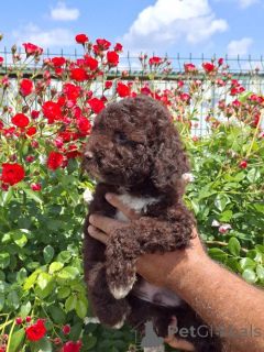 Foto №1. lagotto romagnolo - zum Verkauf in der Stadt Neuer Garten | verhandelt | Ankündigung № 169521
