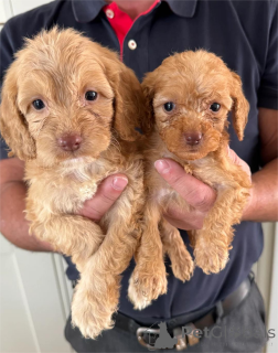 Foto №1. mischlingshund - zum Verkauf in der Stadt Dudeldorf | 350€ | Ankündigung № 153447