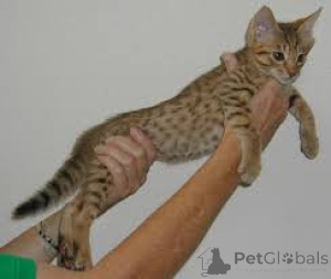Foto №3. Schattige Ocicat-Kätzchen haben ein neues Zuhause gefunden.. Belgien