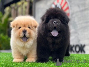 Foto №2 zu Ankündigung № 169791 zu verkaufen chow-chow - einkaufen Schweden 
