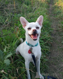 Zusätzliche Fotos: Ruhiger und sehr schöner Hund, 1 Jahr alt