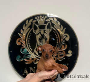 Foto №3. Reiner, 100 % lizenzierter Zwergpinscher-Züchter. Bosnien und Herzegowina