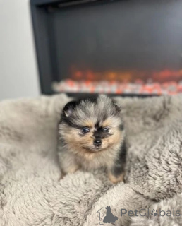 Foto №2 zu Ankündigung № 143773 zu verkaufen pommersche spitz - einkaufen Österreich züchter