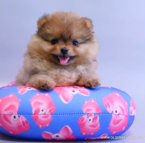 Foto №3. Puppe rothaarige Mädchen. Russische Föderation